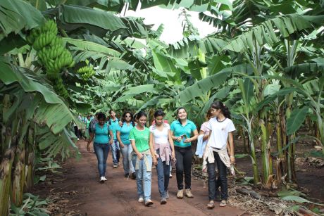 Visita técnica sobre a cultura da bananeira mostra tecnologia para agricultor familiar