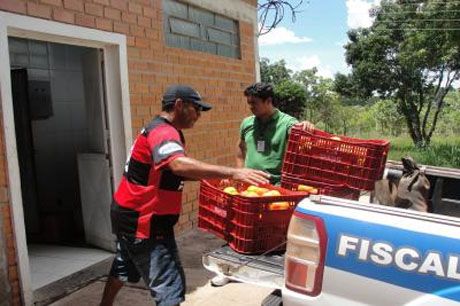 Fisco apreende 12,1 toneladas de tomates irregulares e doa a entidades carentes